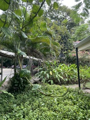 Epipremnum aureum