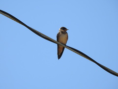 Hirundo rustica