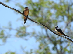 Hirundo rustica
