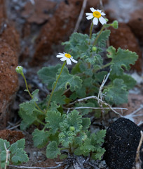 Perityle crassifolia robusta