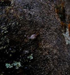 Trachycystis tollini