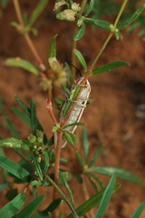Amsacta senegalensis