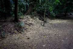 Dysoxylum gaudichaudianum