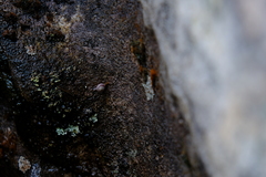 Trachycystis tollini