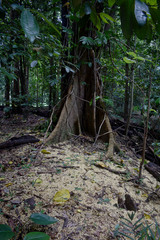 Dysoxylum gaudichaudianum