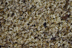 Dysoxylum gaudichaudianum