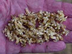 Dysoxylum gaudichaudianum