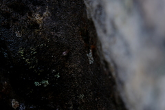 Trachycystis tollini