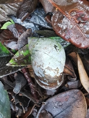 Plekocheilus gibbonius