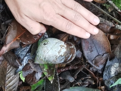 Plekocheilus gibbonius