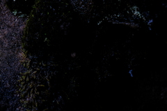 Trachycystis tollini