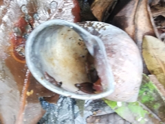 Plekocheilus gibbonius