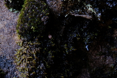 Trachycystis tollini