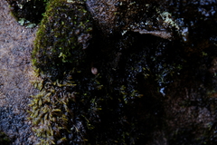 Trachycystis tollini