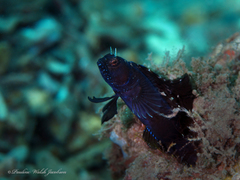 Emblemaria pandionis