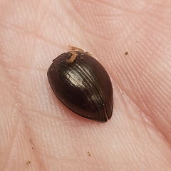 Meracantha contracta