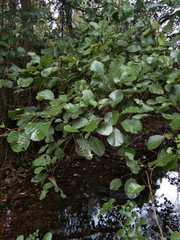 Alnus glutinosa barbata