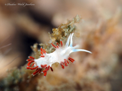 Flabellina dushia
