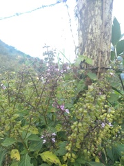 Ocimum campechianum