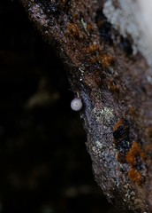 Trachycystis tollini