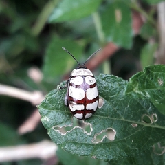 Alagoasa decemguttata