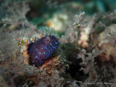 Emblemaria pandionis