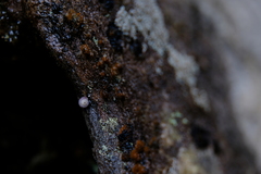 Trachycystis tollini