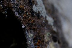 Trachycystis tollini