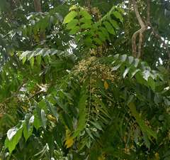 Dysoxylum gaudichaudianum