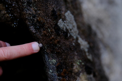 Trachycystis tollini