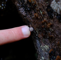 Trachycystis tollini