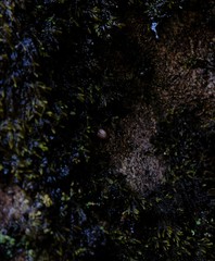 Trachycystis tollini