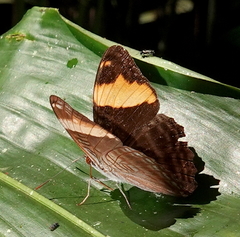 Adelpha boreas