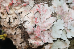 Marchandiomyces corallinus