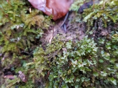 Mnium stellare