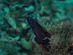 Emblemaria pandionis