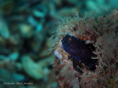 Emblemaria pandionis