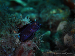 Emblemaria pandionis