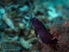 Emblemaria pandionis