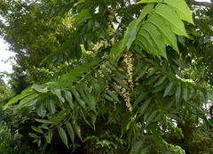 Dysoxylum gaudichaudianum