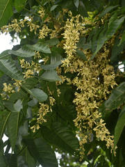 Dysoxylum gaudichaudianum