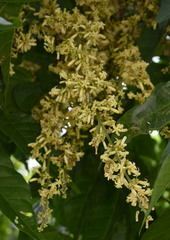 Dysoxylum gaudichaudianum