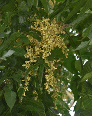 Dysoxylum gaudichaudianum