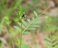 Pseudothyris sepulchralis
