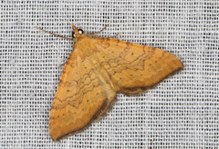 Chrysolarentia correlata