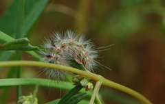 Amsacta senegalensis