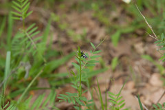 Pseudothyris sepulchralis