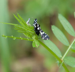 Pseudothyris sepulchralis