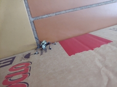 Steirastoma marmoratum