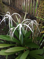 Hymenocallis caribaea